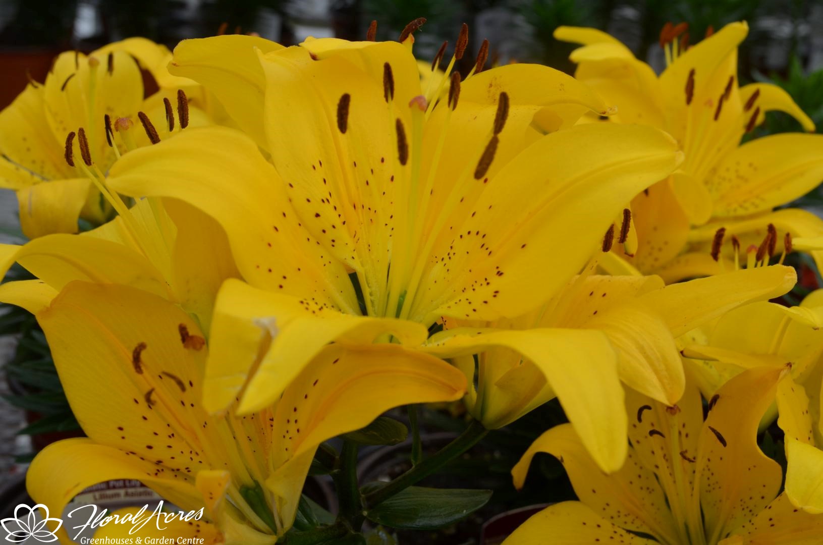 Lilium AsiaticPot Lily Golden Matrix Floral Acres